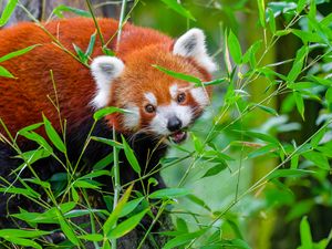 Превью обои красная панда, животное, дикий, листья, дикая природа