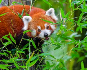 Превью обои красная панда, животное, дикий, листья, дикая природа