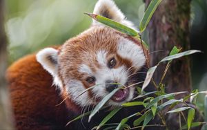 Превью обои красная панда, животное, дикий, листья