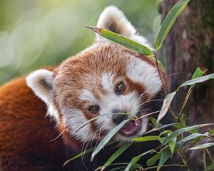 Превью обои красная панда, животное, дикий, листья