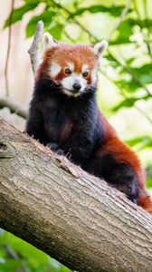 Превью обои красная панда, животное, коричневый, дикая природа