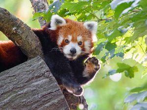 Превью обои красная панда, животное, лапа, забавный