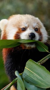 Превью обои красная панда, животное, листья