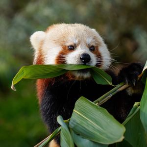 Превью обои красная панда, животное, листья