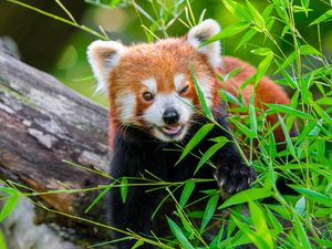 Превью обои красная панда, животное, милый, забавный, размытие, трава