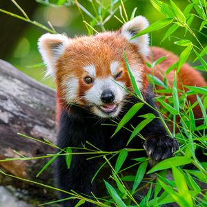 Превью обои красная панда, животное, милый, забавный, размытие, трава