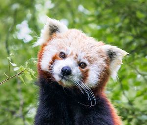 Превью обои красная панда, животное, милый, коричневый, дикая природа