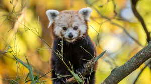 Превью обои красная панда, животное, ветки, осень