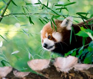 Превью обои красная панда, животное, взгляд, листья