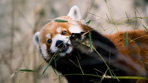 Превью обои красная панда, животное, взгляд, ветки, листья