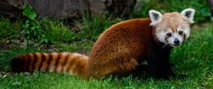 Превью обои красная панда, животное, взгляд, трава