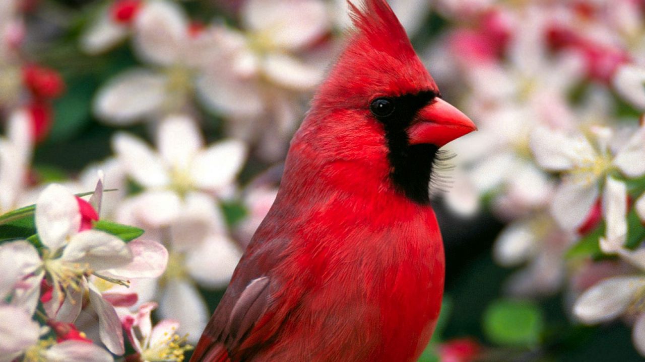 Обои красная птица, перья, красивая, цветы