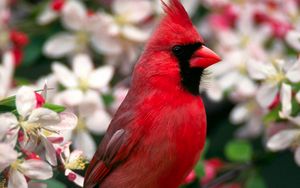 Превью обои красная птица, перья, красивая, цветы