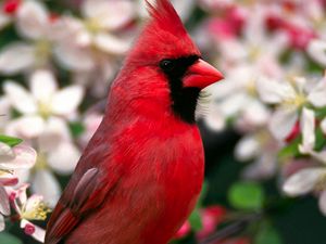 Превью обои красная птица, перья, красивая, цветы