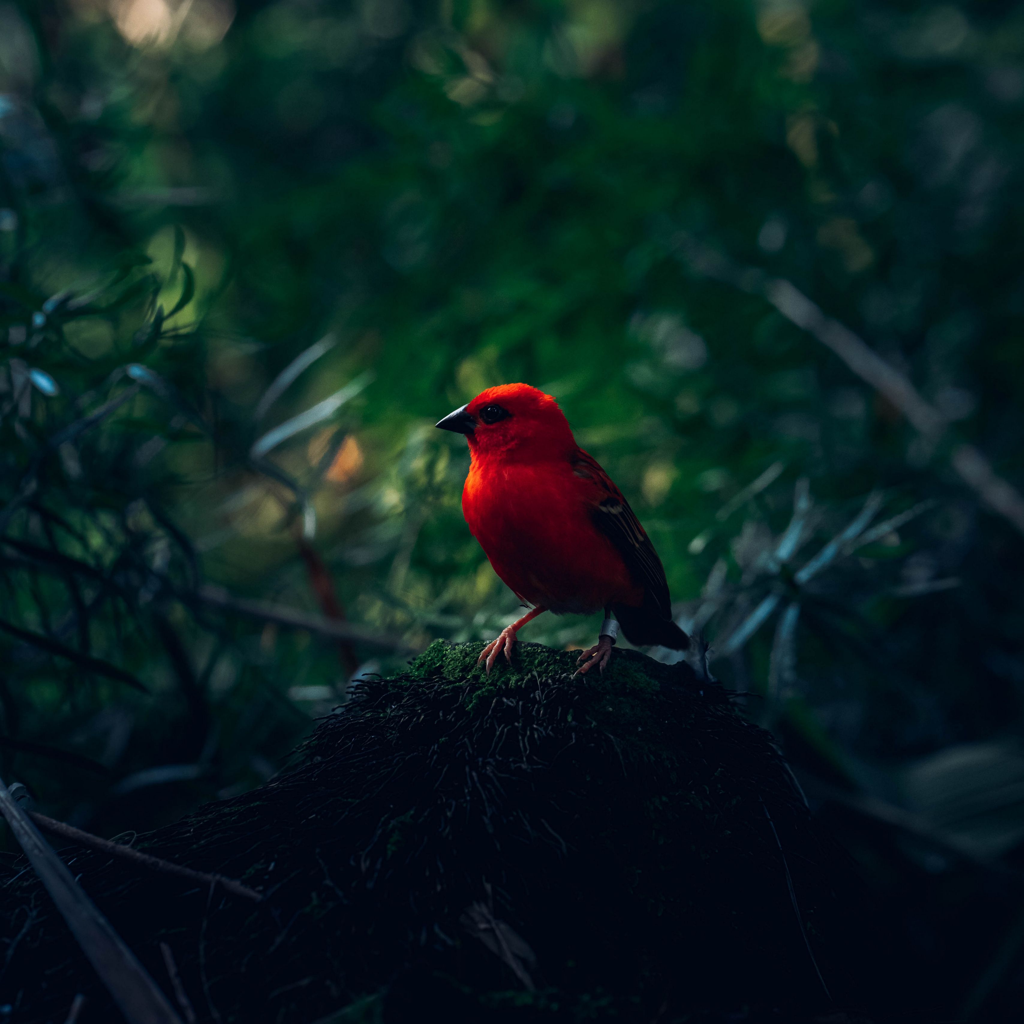 Группа красные птицы. Красная птица. Кардинал птица. Маленькая красная птичка. Красная птичка макро.