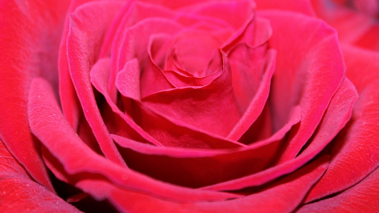 Обои красная роза, бутон, лепестки, крупным планом