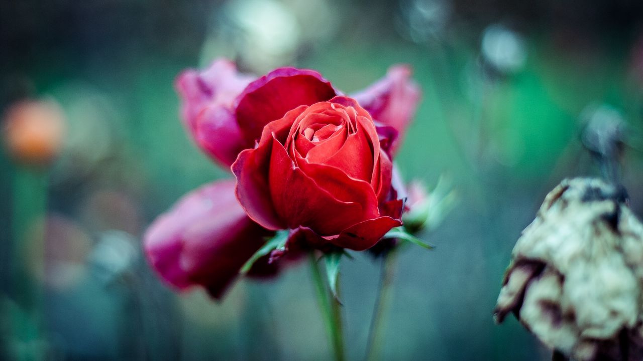 Обои красная роза, бутон, стебель, размытость