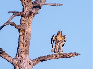 Превью обои краснохвостый сарыч, дикий, птица, бревно, ветка