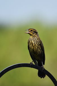 Превью обои краснокрылый черный дрозд, дрозд, птица