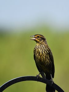 Превью обои краснокрылый черный дрозд, дрозд, птица