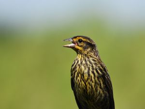 Превью обои краснокрылый черный дрозд, дрозд, птица