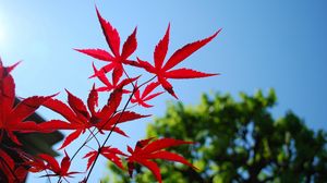 Превью обои красный, голубой, листья, небо, деревья