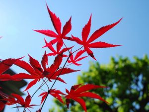 Превью обои красный, голубой, листья, небо, деревья