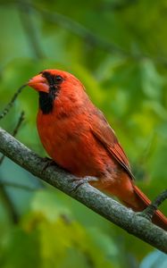 Превью обои красный кардинал, кардинал, птица, перья, ветка