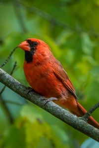 Превью обои красный кардинал, кардинал, птица, перья, ветка