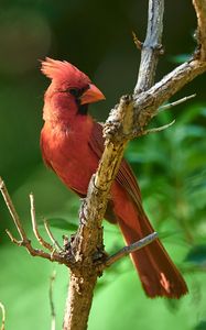 Превью обои красный кардинал, птица, дерево, ветка, размытие