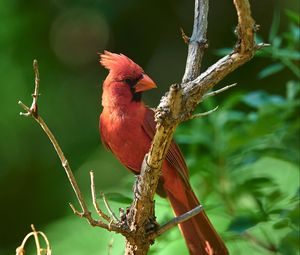 Превью обои красный кардинал, птица, дерево, ветка, размытие
