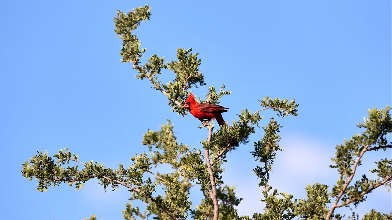 Обои красный кардинал, птица, дерево, ветки