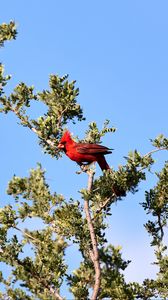 Превью обои красный кардинал, птица, дерево, ветки