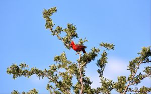 Превью обои красный кардинал, птица, дерево, ветки