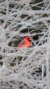 Превью обои красный кардинал, птица, дерево, ветки, снег