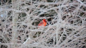 Превью обои красный кардинал, птица, дерево, ветки, снег
