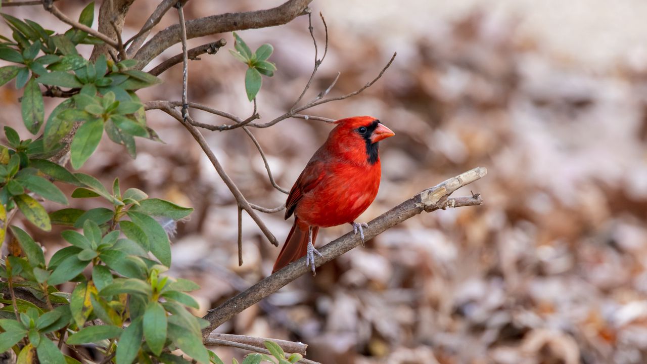 Обои красный кардинал, птица, дикая природа