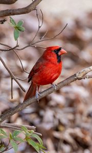 Превью обои красный кардинал, птица, дикая природа