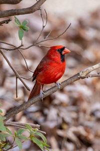 Превью обои красный кардинал, птица, дикая природа