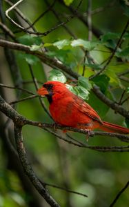 Превью обои красный кардинал, птица, яркий, ветка, листья