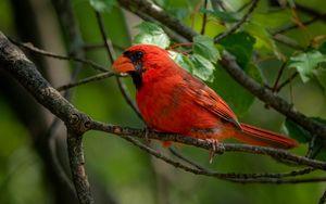 Превью обои красный кардинал, птица, яркий, ветка, листья