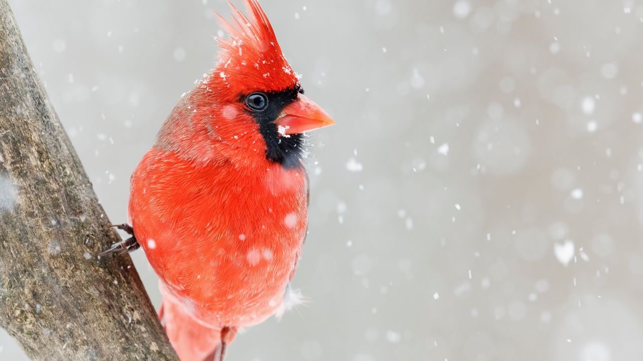 Обои красный кардинал, птица, красный, снег