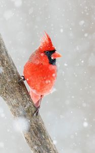 Превью обои красный кардинал, птица, красный, снег