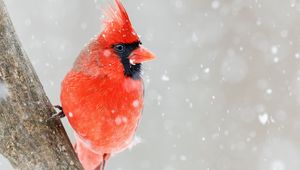 Превью обои красный кардинал, птица, красный, снег