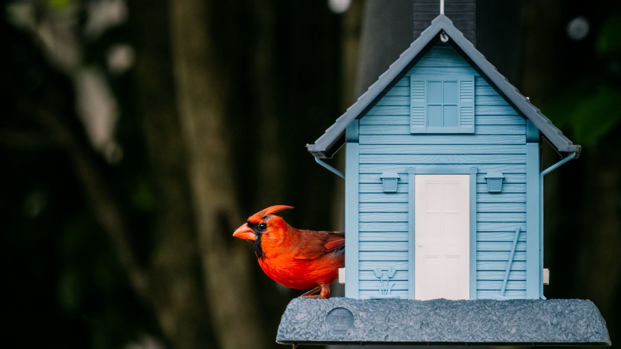 Обои красный кардинал, птица, скворечник