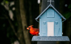Превью обои красный кардинал, птица, скворечник