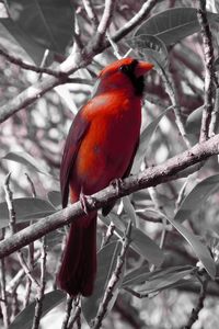 Превью обои красный кардинал, птица, ветка, сидеть