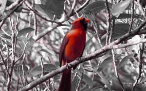 Превью обои красный кардинал, птица, ветка, сидеть