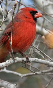 Превью обои красный кардинал, птица, ветка, красный, дикая природа