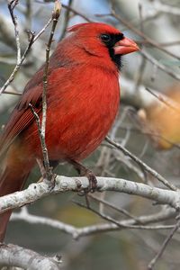 Превью обои красный кардинал, птица, ветка, красный, дикая природа